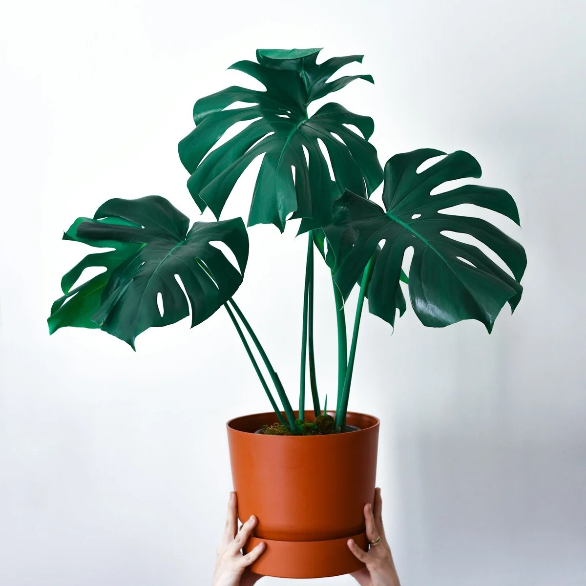 Monstera — 1