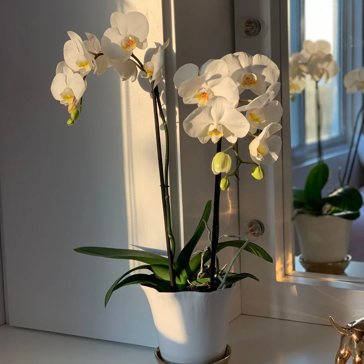 Orchidée blanche — 1