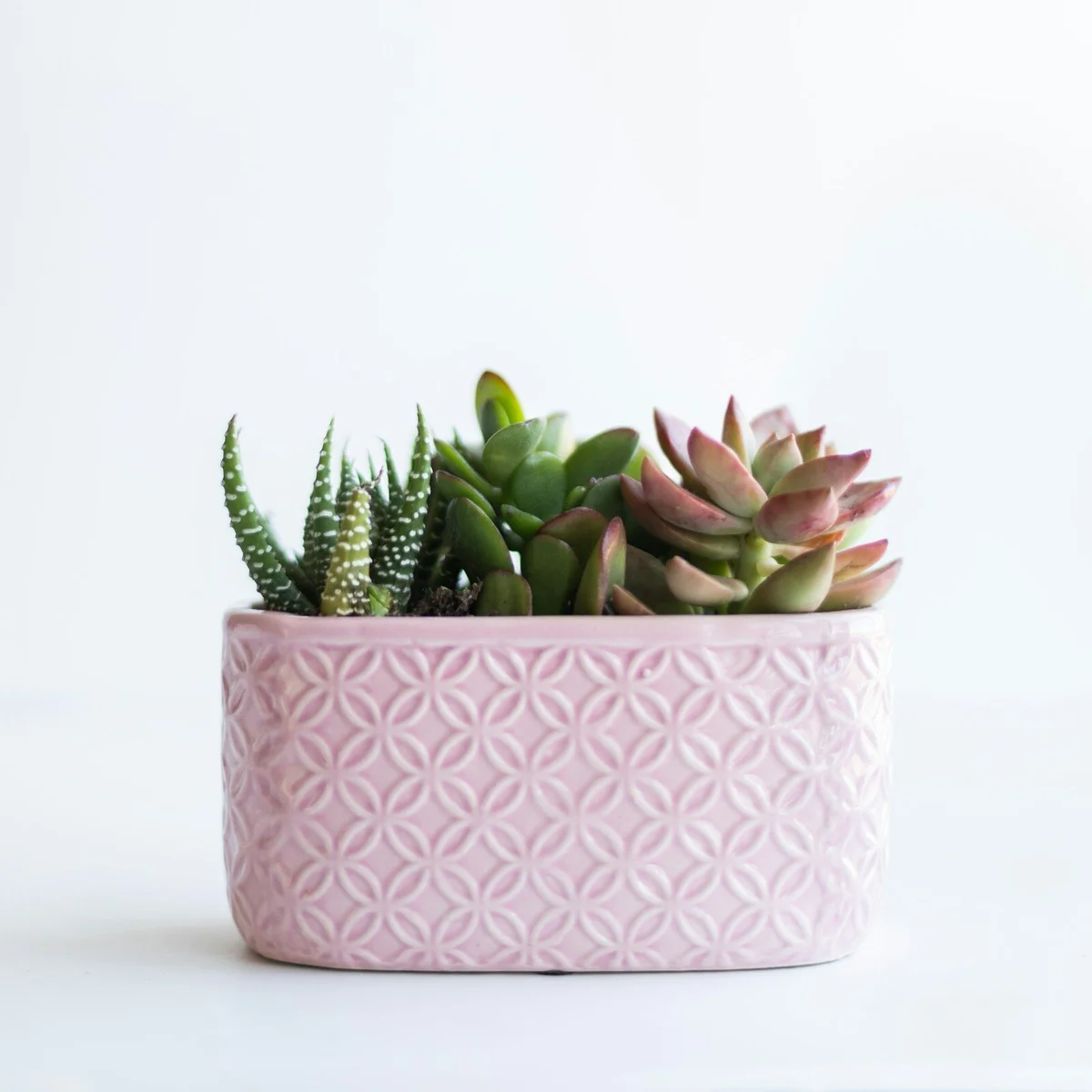 Coupe de plantes grasses — 1